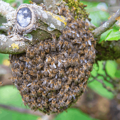 Bee Control