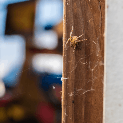 Spider Control