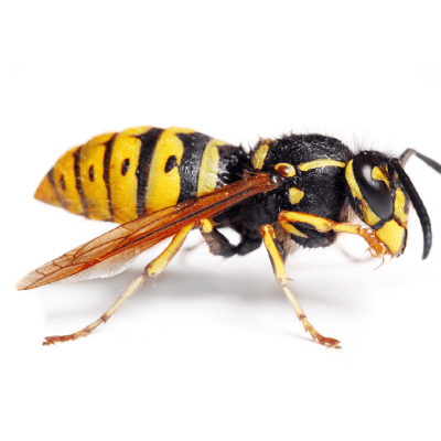 Yellowjacket Removal