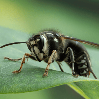 Hornet Removal