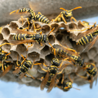 Wasp Removal